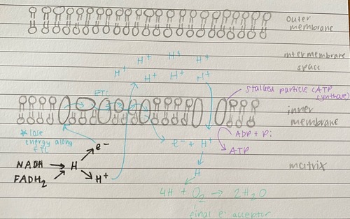 the synthesis of ATP as a result of energy released by the ETC.

hydrogen (carried by reduced NAD & FAD) is split into protons & electrons.
the e- are passed along the ETC, losing energy at each e- carrier.
this energy is used to pump H+ ions by active transport across the mitochondrion inner membrane into the intermembrane space.
creates a conc gradient of H+. they passively diffuse across the membrane through stalked particles made of ATP synthase.
releases energy used to drive the synthesis of ATP from ADP + Pi.
at the end of the ETC, e- combine with H+ and oxygen to form water.
oxygen is the final e- acceptor.