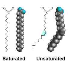 <p>Long-Chain hydrocarbon that has one or more double bonds in the hydrocarbon chain</p>