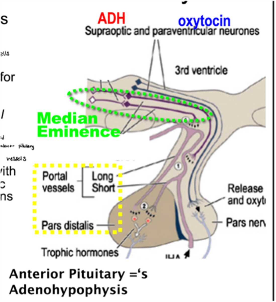 <p>1. made in the median eminence</p><p>2. travel through the hypothalamic-hypophysial portal system</p><p>3. arrive at anterior pituitary</p><p>4. AP responds with production & release of tropic hormones</p>