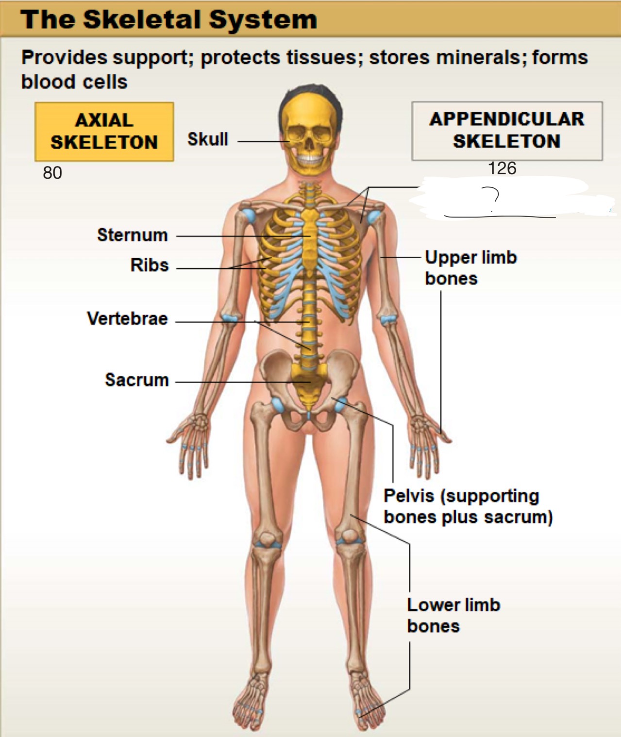 <p>appendicular skeleton</p>