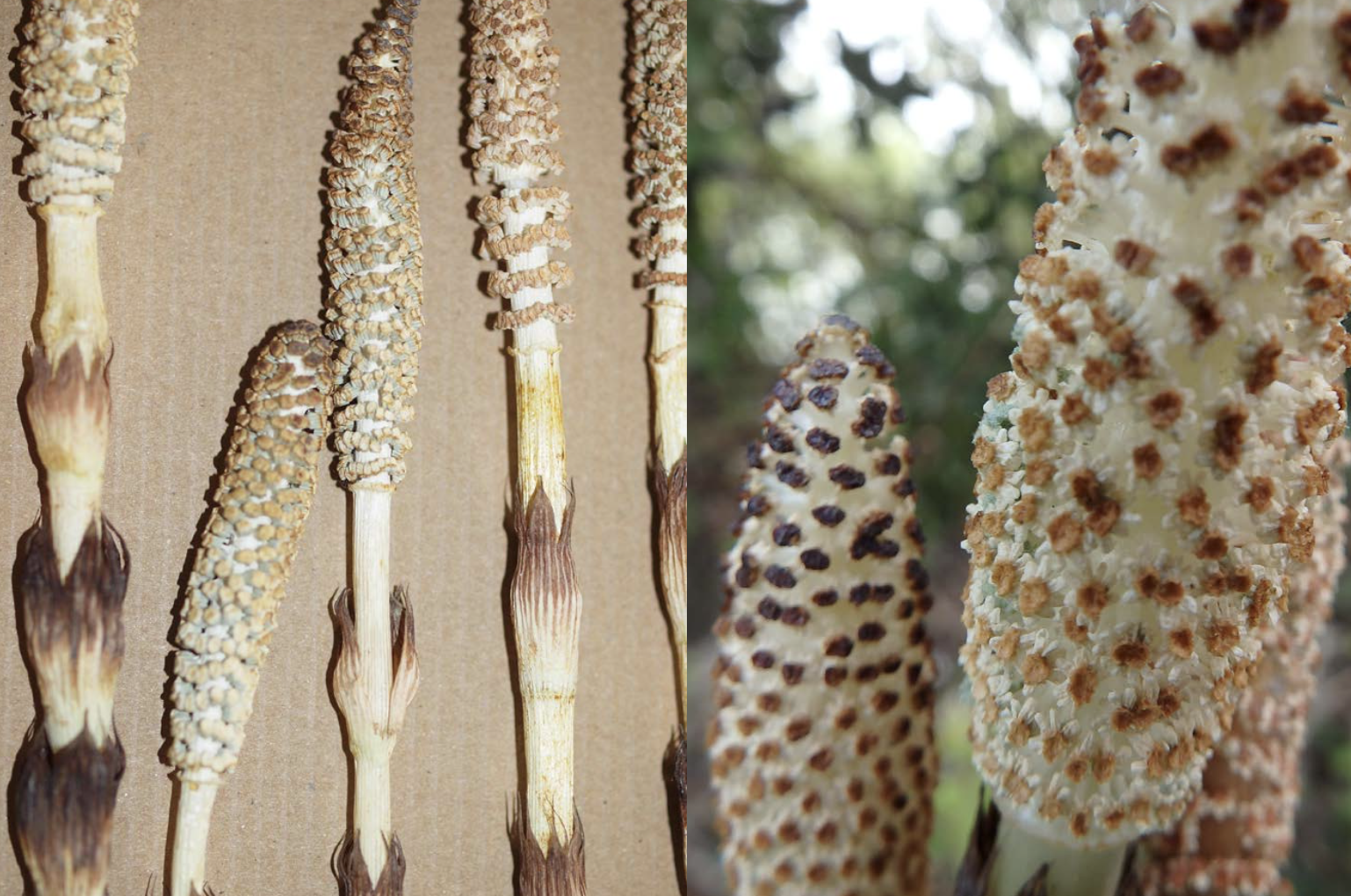 <p>Equisetum telmateia</p>