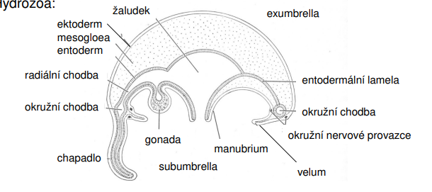<p>1) žaludek 2) ektoderm 3) mesoglea 4) entoderm 5) radiální chodba 6) okružní chodba 7) chapadlo 8) gonáda 9) subumbrella 10) manubrium 11) velum 12) okružní nervové provazce 13) okružní chodba 14) entodermání lamela 15) exumbrela</p>