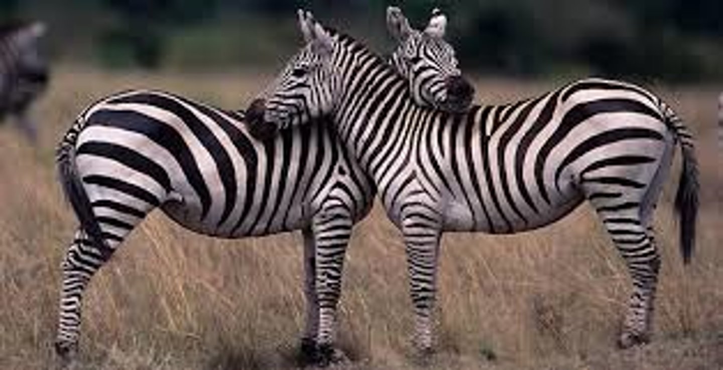 <p>zebra</p>