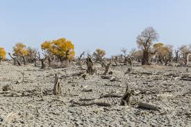 <p>_____ drought conditions can negatively affect air quality.</p>