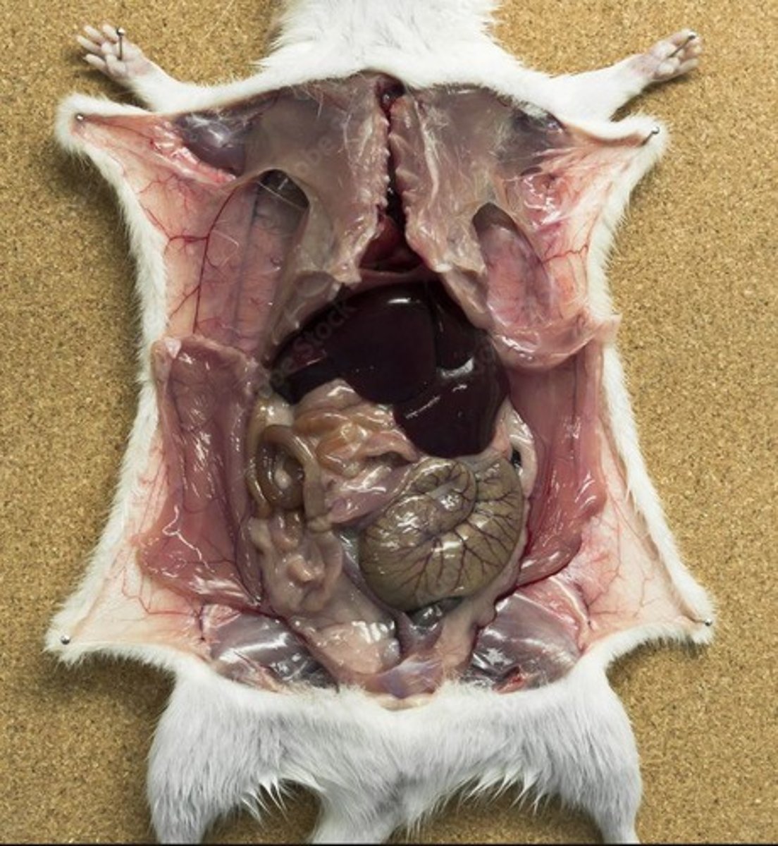 <p>An organ that produces digestive enzymes and hormones like insulin.</p>