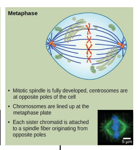 <p>metaphase</p>