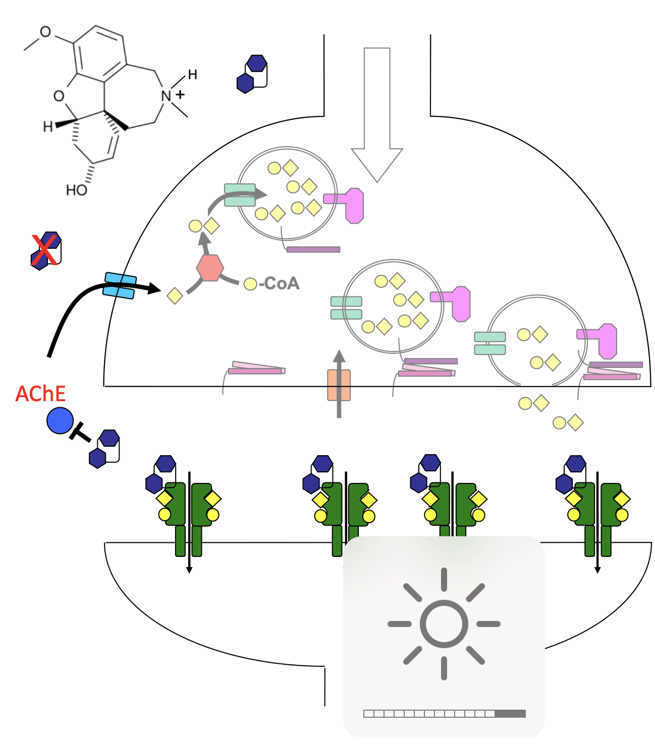 <ul><li><p><strong>noncompetitive inhibitor,</strong> binds to <strong>allosteric</strong> sites on nAChRs in prescence/absence of ACh</p><ul><li><p>decreases activation of the nAChR</p></li></ul></li><li><p><strong>competitive reversible inhibitor</strong> of <strong>acetylcholinesterase</strong> (AChE)</p><ul><li><p>binding prevents hydrolysis of ACh in neurons</p></li><li><p>slows cognitive decline in AD patients</p></li></ul></li></ul><p></p>