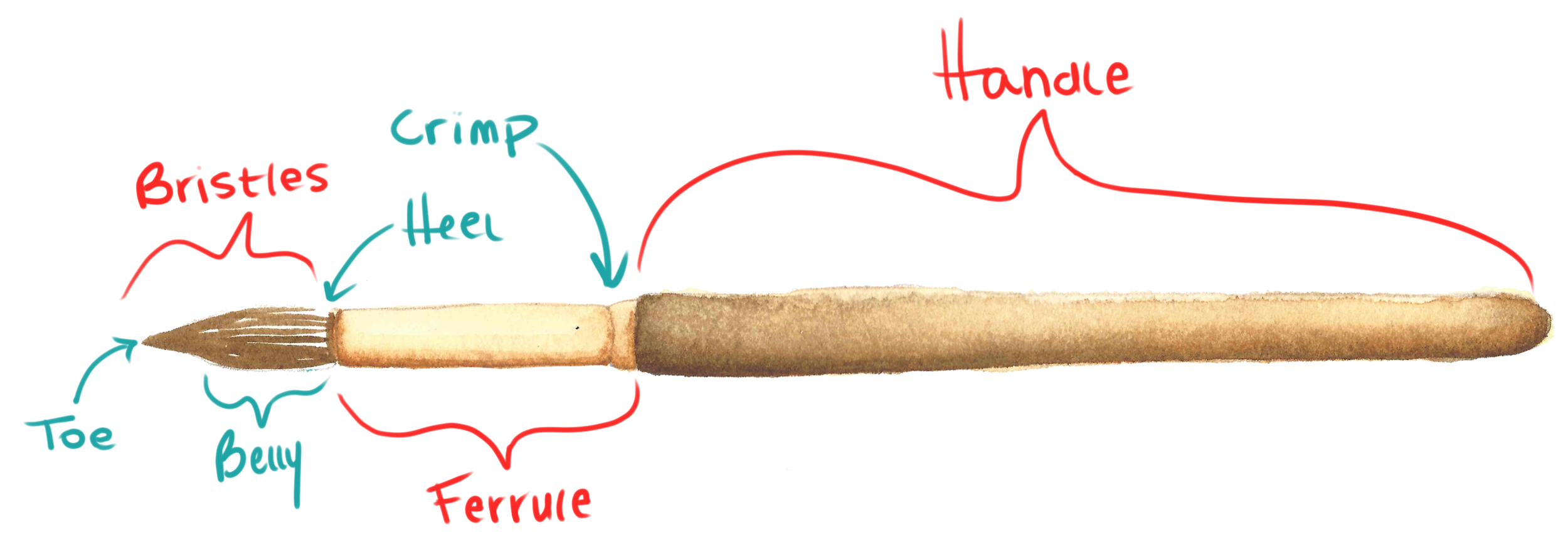 <p>Bristles, ferrule, crimp, and handle</p>