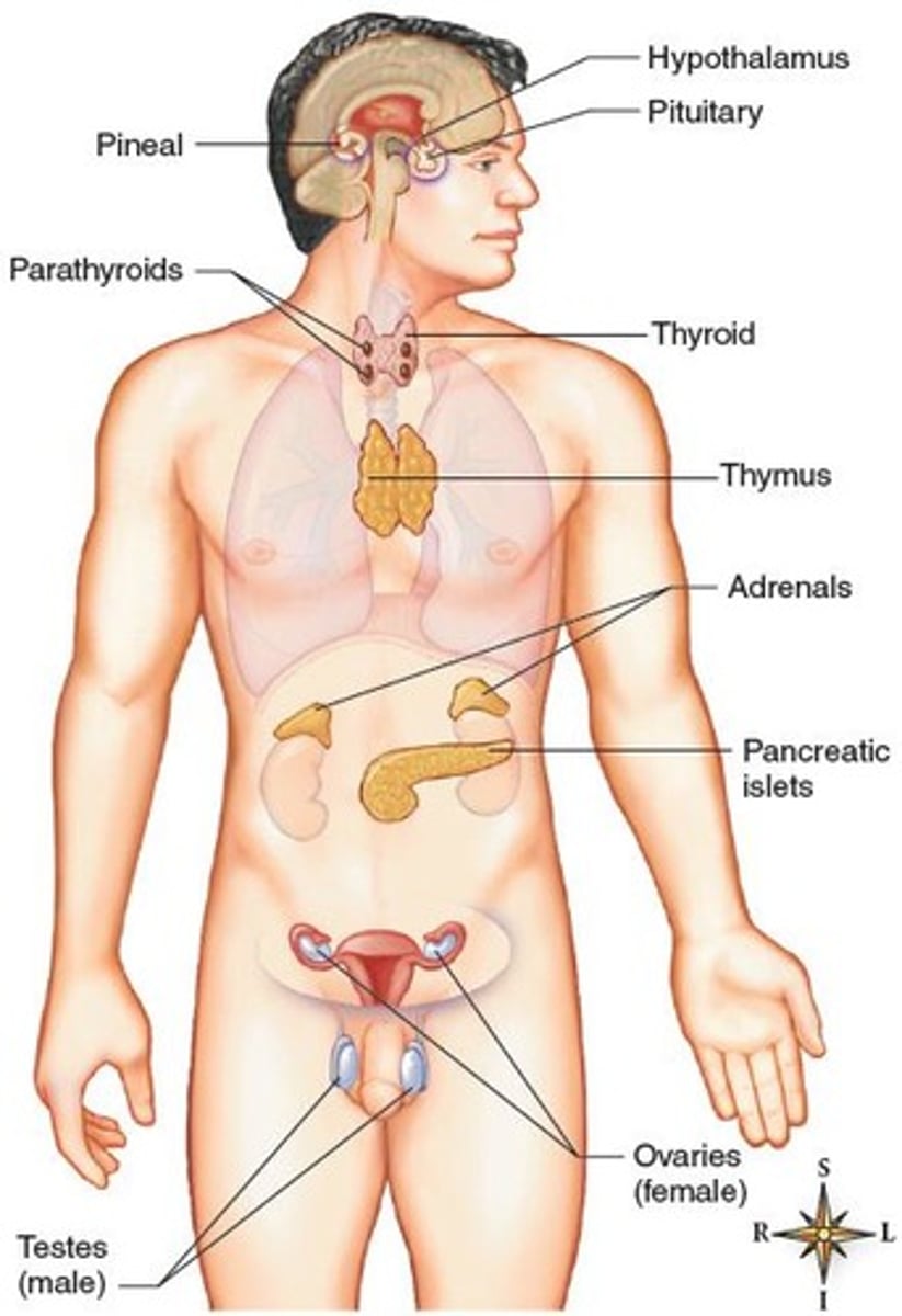<p>Ductless glands that secrete hormones.</p>