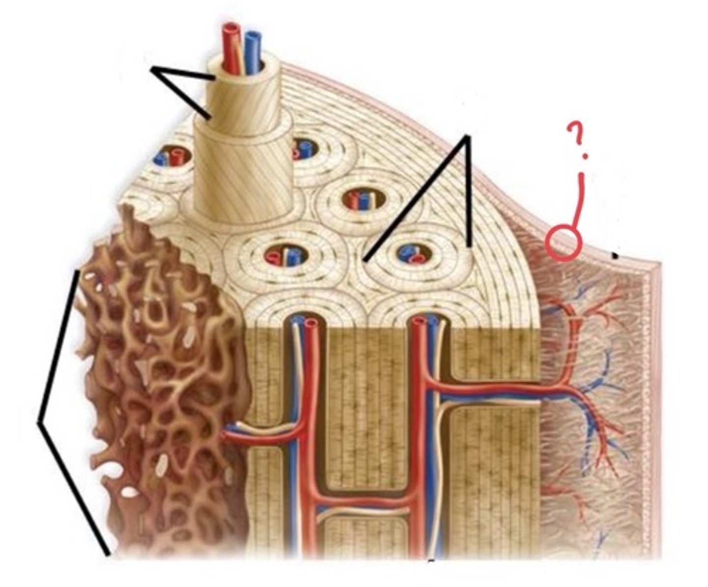 <p>Include fibrous and cellular layers</p>