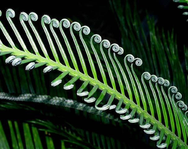 <p>The unrolling of leaves as plants mature, found in ferns and cycads.</p>