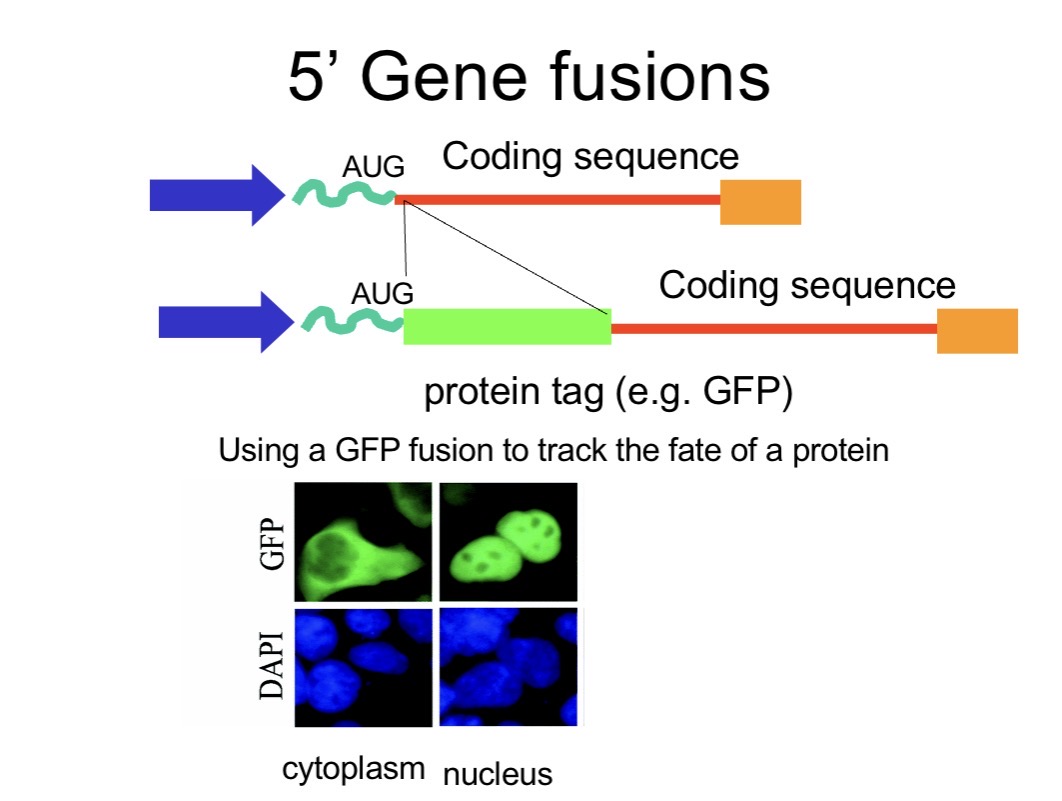 <p><span>Aid purification and detection.</span><br><span>Track localisation (GFP).</span><br><span>Improve solubility and stability (GST).</span><br><span>Allow pull-down experiments to study protein interactions.</span></p>