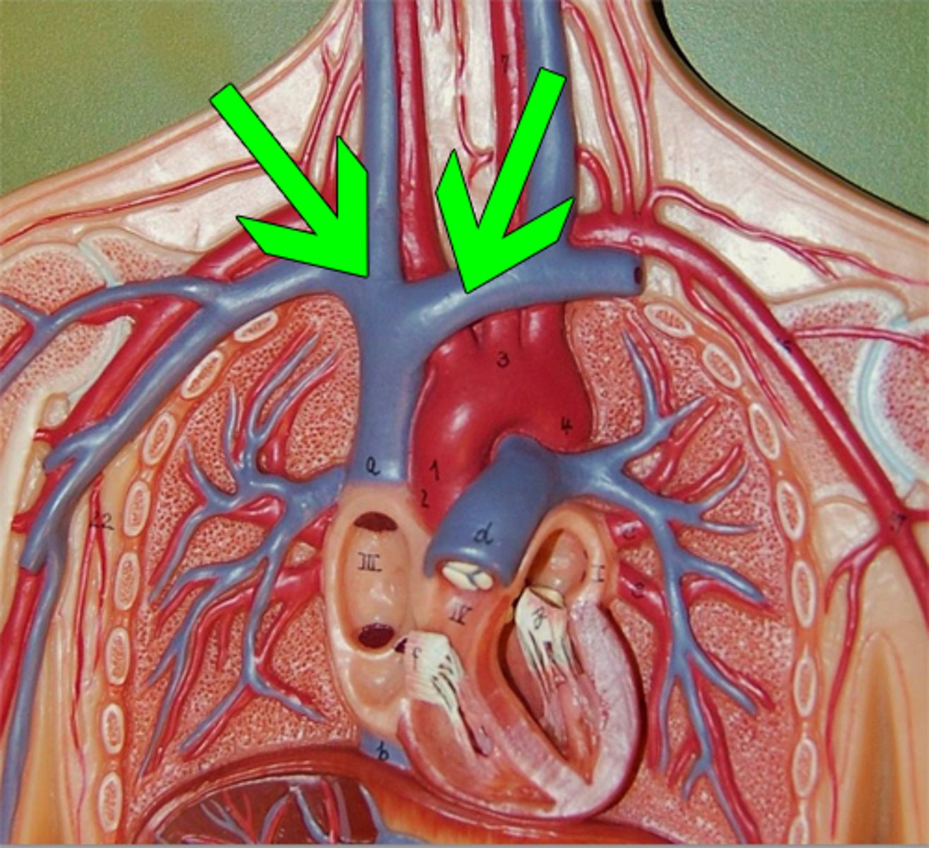 <p>Veins formed by merging subclavian and internal jugular.</p>