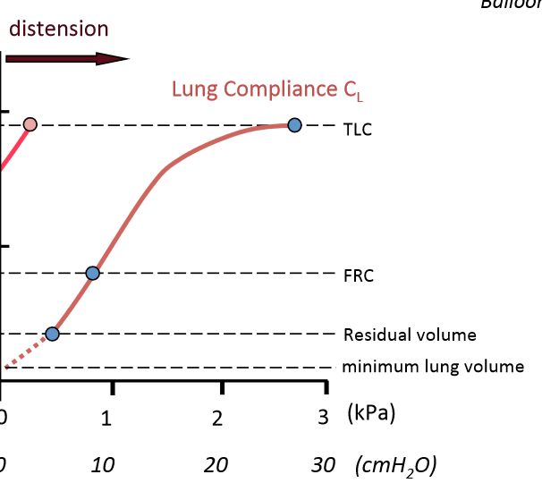 <ul><li><p><span>As distending pressure increases the volume of the lungs also increases</span></p></li><li><p><span>This continues to TLC – where we reach elastic limit of the lungs is reached.</span></p></li><li><p><span>NB: A lung volume of 0L occurs when there is no distending pressure.</span></p></li><li><p><span>This is the equilibrium volume of the lung (=0L)</span></p><ul><li><p><span>Equilibrium volume of structure is found at zero distending pressure – this is where elastic structure would like to be is where there is not distending pressure on it.&nbsp; Where elastic structure is attempting to recoil towards.</span></p></li></ul></li></ul>