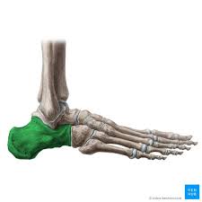 <p>what bone is this?</p>