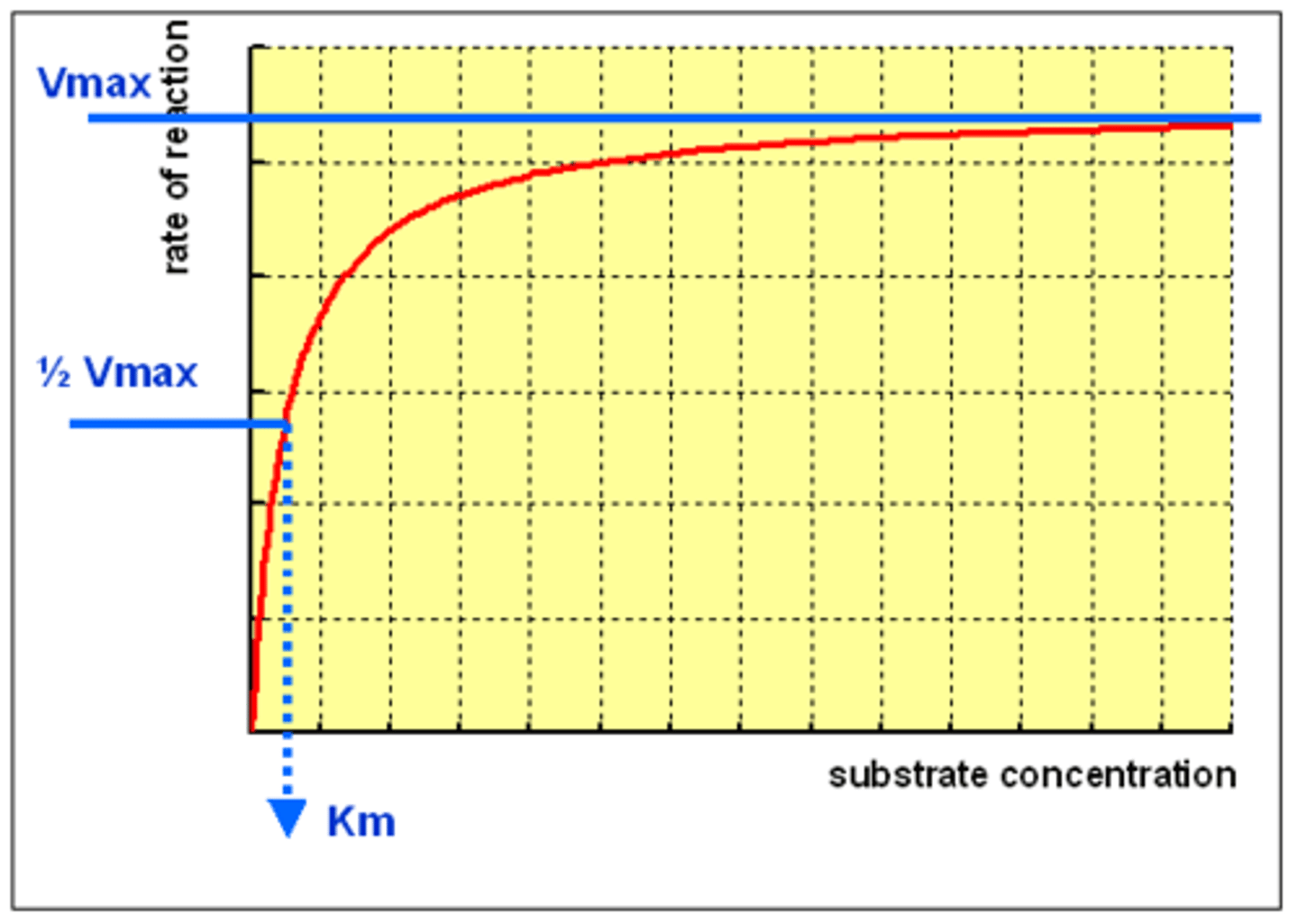 <p>Increase substrate [] = increase enzyme activity = increase rxn rate</p><p>-higher substrate [] allows more frequent collisions w/ enzymes, although at some point rxn rate eventually plateaus when all active sites become occupied (saturated) and are unavailable until product is released</p><p>**rxn has reached its maximum rate or Vmax (velocity maximum)</p>