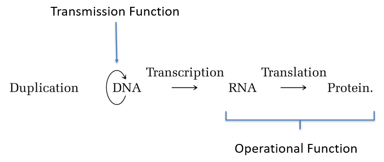 <ul><li><p>Has two main functions:</p><ul><li><p>Operational.</p></li><li><p>Transmission.</p></li></ul></li></ul><ul><li><p>Transcribed region + all sequences necessary for correct expression.</p></li></ul><p></p>