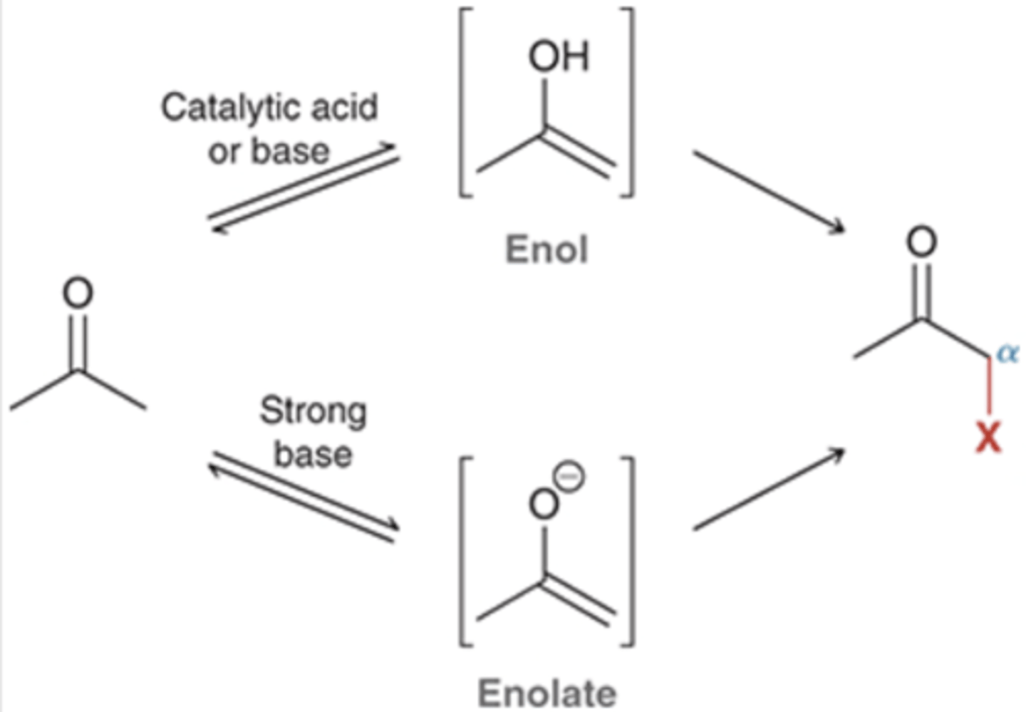<p>reactions occur either through enol or enolate intermediates</p><p>*must have ⍺ carbon</p><p>enolates are more reactive than enols b/c the ⊖ charge on O</p>