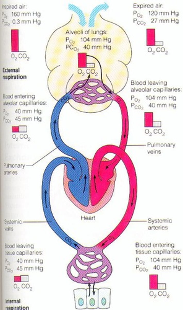 <p>What is the typical exchange of blood throughout the body?</p>