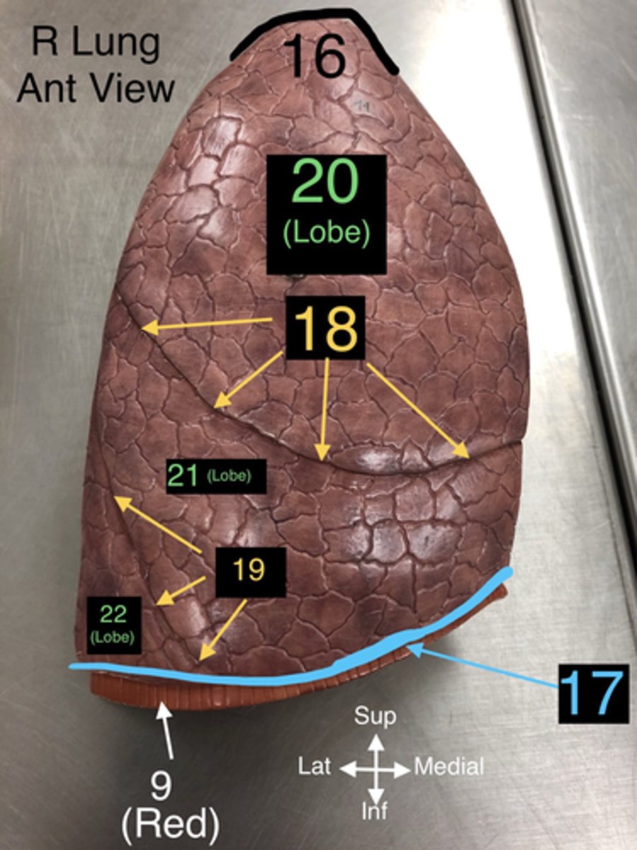 <p>22. The lower lobe of the lungs, both right and left.</p>