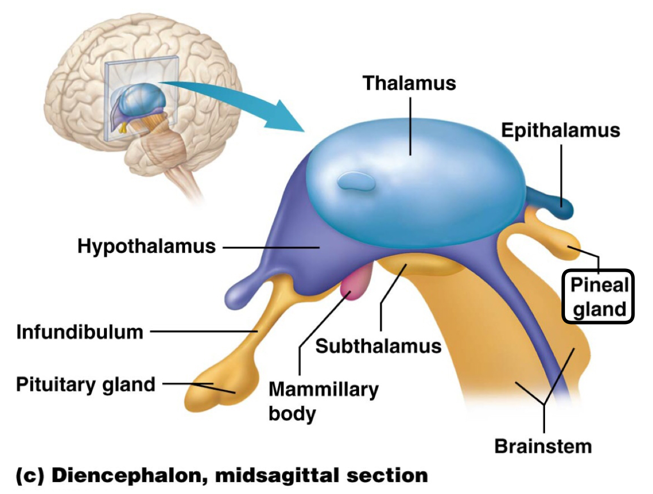 <p>Pineal gland</p>