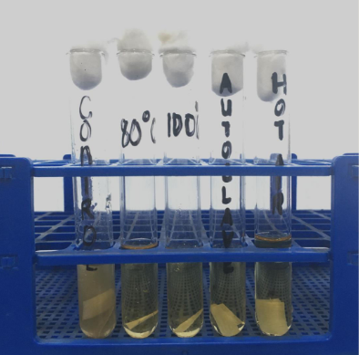 <p>Identify the possible organism giving the characteristic result in the set-up shown.</p>