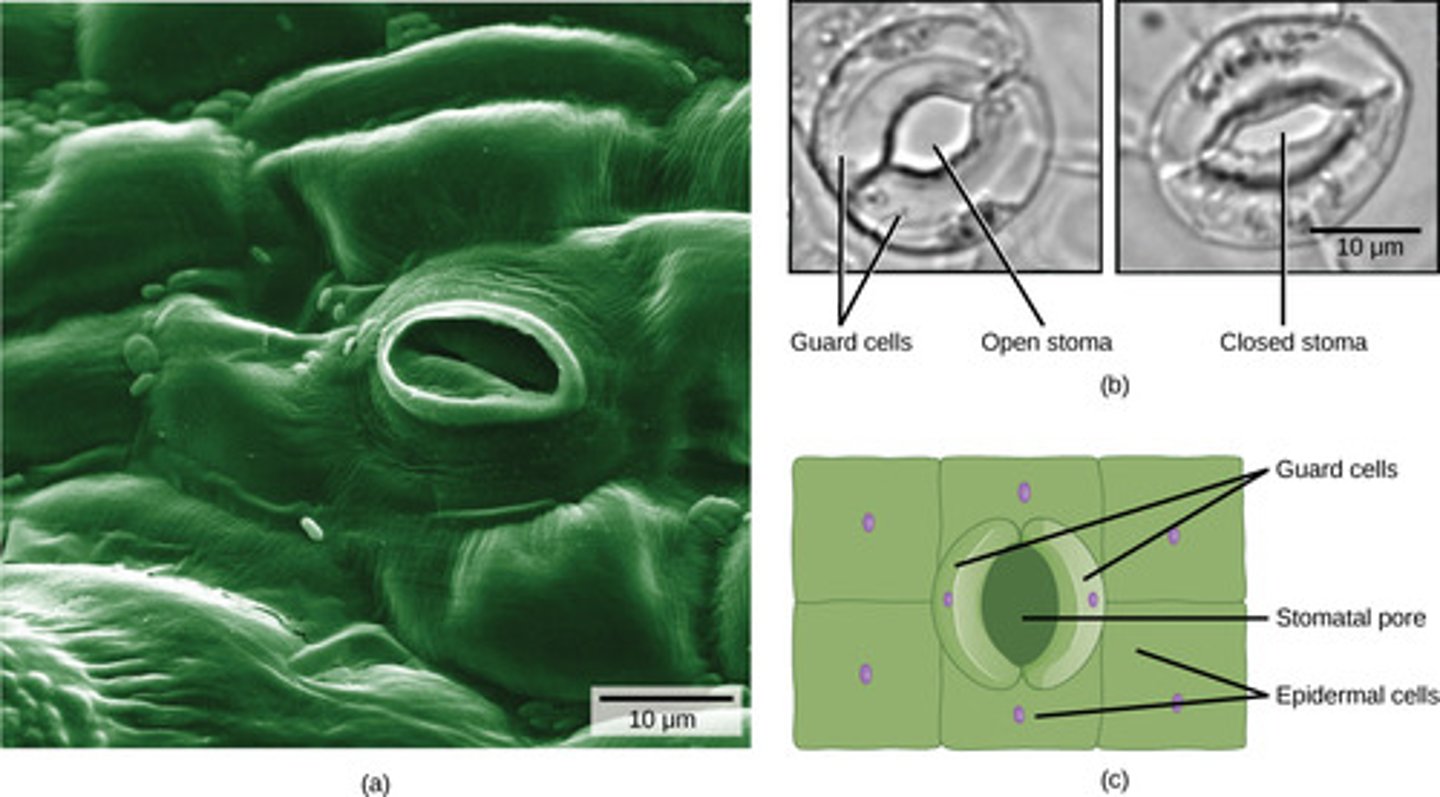 <p>dermal tissue</p>