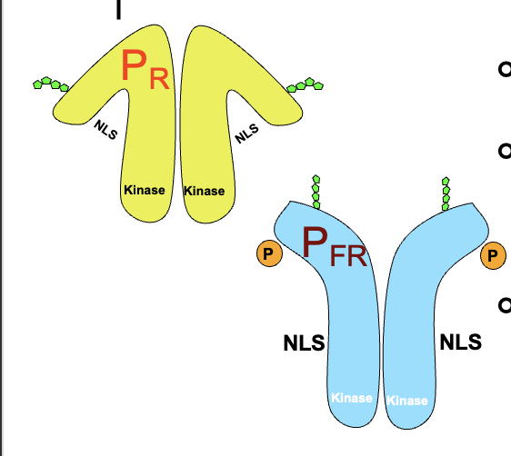 <ul><li><p>P<sub>FR</sub> has exposed NLS </p></li><li><p>P<sub>FR</sub> kinase activity starts a signalling cascade </p></li><li><p>P<sub>FR</sub> acts on transcription factors </p></li></ul><p></p>