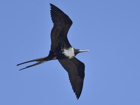 <p>Long forked tail, huge wingspan, males have red throat pouch.</p>