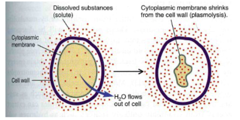 <p>The concentration of solutes in the environment that affects water movement across the cell membrane.</p>