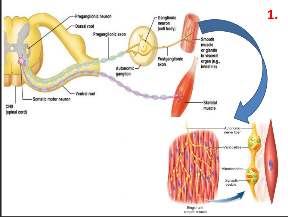 <p>Postganglionic ANS nerves releases effector NTs via varicosities</p>