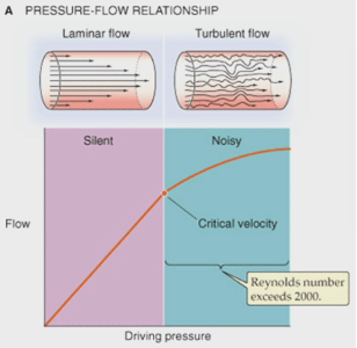 <p>* Laminaire flow </p><p>= vloeistof beweegt zich in even snelle lagen </p><p>- weerstandscurve van flow en perfusiedruk gaat volgens lineair verband</p><p>* Turbulente flow </p><p>= vloeistof beweegt zich met snelheidscomponenten in verschillende richtingen </p><p>- veel interactie tussen lagen --&gt; hogere weerstand --&gt; weerstandscurve vlakt af (flow = drivind pressure / weerstand)</p>