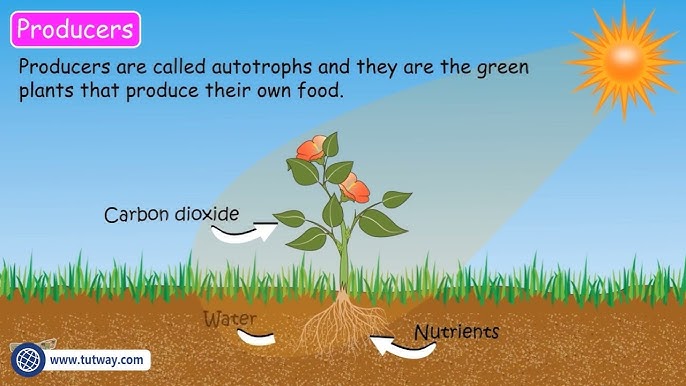 <p>Organisms that make their own food through photosynthesis (autotrophs).</p>