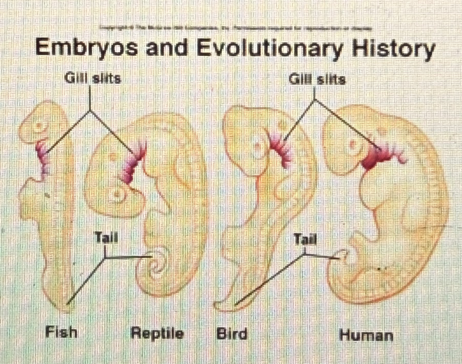 <p>Some homologies can be informative, reflecting a shared evolutionary history. Focusing on embryonic development, which of these lines of evidence would be a "helpful" homology when constructing a tree for all tetrapods?</p><p>Location of ear</p><p>All embryonic features are homologous</p><p>Presence of gill slits &amp; tails</p><p>No homologous features can be used to build a tree</p><p>Shape of eyes</p>