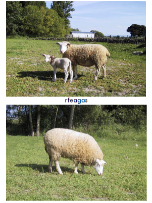 term image