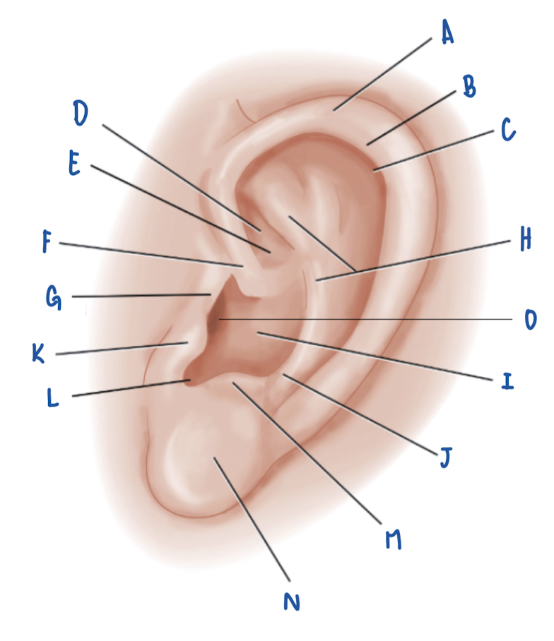 <p>Name the Part of the Pinna labeled L</p>