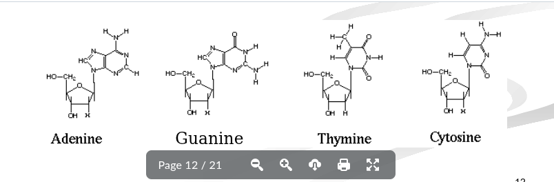 <p>Based on the diagrams which nitrogenous bases are purines and pyrimidines</p>