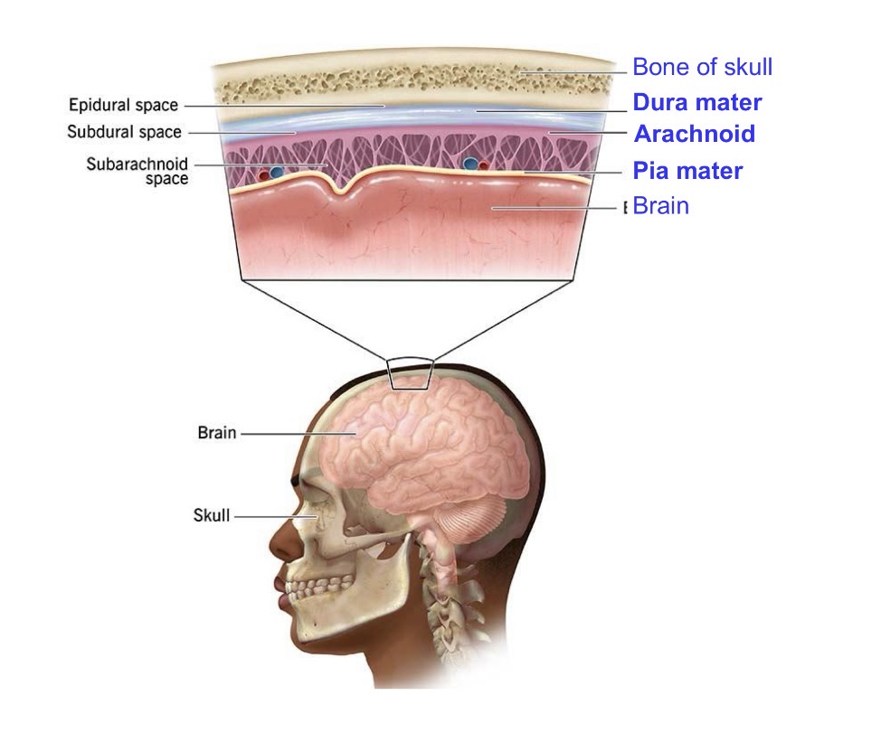 <p>Membranes that cover the brain and spinal cord, providing protection.</p>