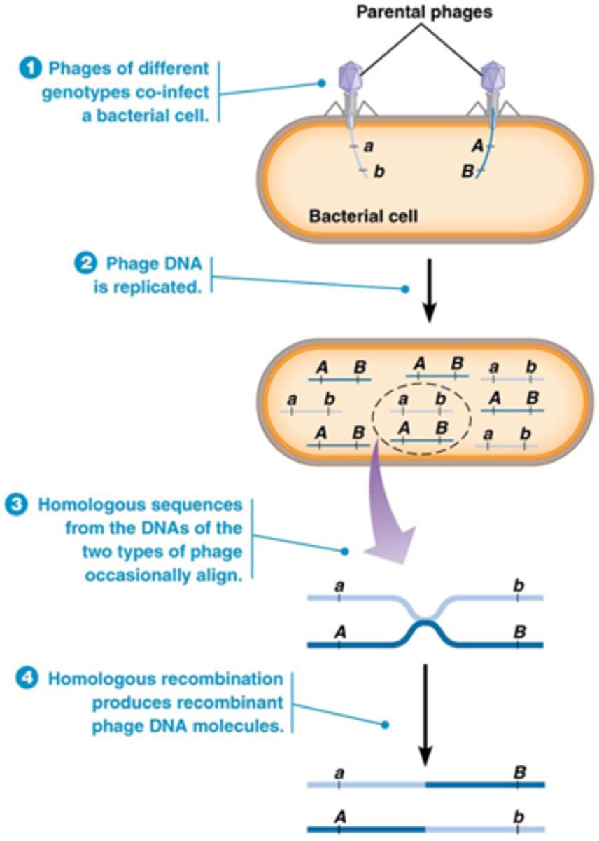 <p>1) fagen met verschillende genotypes co-infecteren een bacteriële cel</p><p>2) faag DNA wordt gerepliceerd</p><p>3) homologe sequenties van DNA van de fagen zullen af en toe alligneren</p><p>4) homologe recombinantie produceert recombinante faag DNA molecules</p>