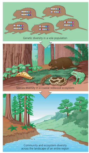 <p>Genetic, Species and Ecosystem Diversity</p>