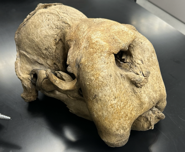 <p>Odobenidae</p>