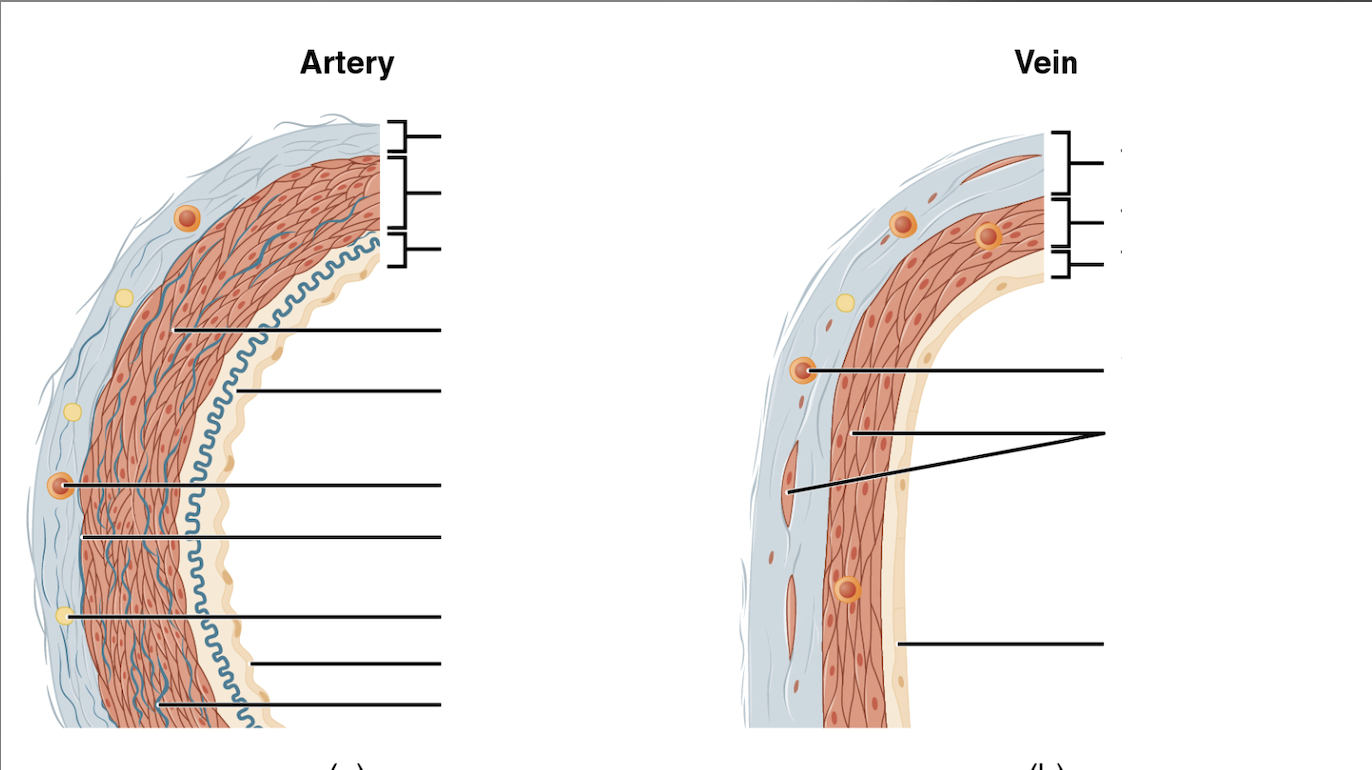 <p>Label this diagram of the internal blood vessel</p>