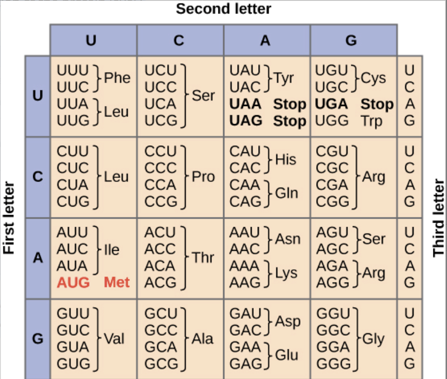 <p>The top sequence is a wildtype template sequence. The single nucleotide mutation depicted in the bottom sequence will be what kind of mutation at the protein level?</p><p></p><p>WT:               3’ TAC TTT TCG CTC GGG 5’</p><p>MUTANT:     3’ TAC TTT TCG ATC GGG 5’</p><p></p><ol><li><p>Choice 1 of 3:nonsense</p></li><li><p>Choice 2 of 3:missense</p></li><li><p>Choice 3 of 3:silent</p></li></ol>