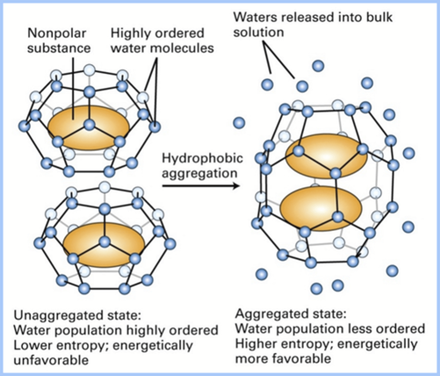 <p>Door het hydrofoob effect -> zie foto (blauwe bolletjes zijn water</p><p>Een hydrofoob iets in water wilt graag zo ver mogelijk weg -> kooiachtige structuur</p><p>Spontaan gaat het water van 2 moleculen (kooien) elkaar opzoeken en H-bruggen vormen</p><p>Door de vorming van zoveel mogelijk niet-covalente interacties</p><p>-Hydrofobe interacties</p><p>-H-bruggen</p><p>-Ionische interacties</p><p>-Van der Waals interacties</p><p>->zie quizlet hoofdstuk 3!!</p><p>-> een macromolecule/polymeer krijgt spontaan zijn werkzame 3D structuur =zelf-assemblage</p>