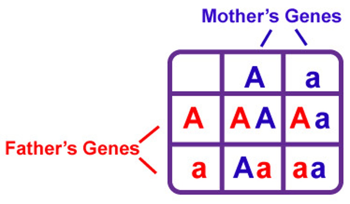 <ul><li><p>F1 are all purple heterozygotes (Pp)</p><p></p></li><li><p>F2 offspring produce </p><ul><li><p>PP homozygous dominant (purple)</p></li><li><p>Pp heterozygous (purple)</p></li><li><p>pp homozygous recessive (white)</p></li></ul></li></ul><p></p>