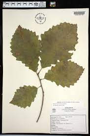 <p>Quercus muehlenbergii</p>