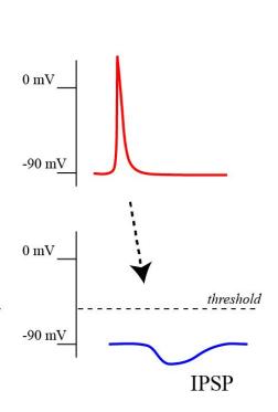 <p>Decreases postsynaptic neuron firing an action potential. IPSPs occur when inhibitory neurotransmitters, such as gamma-aminobutyric acid <strong>(GABA) or glycine, </strong>bind to receptors on the <strong>postsynaptic neuron</strong>. This binding opens ion channels that typically allow negatively charged ions (<strong>like chloride ions, Cl⁻)</strong> to flow into the cell or positively charged ions<strong> (like potassium ions, K⁺)</strong> to flow out. T</p><p>hese ion movements make the inside of the cell more negative, moving the membrane potential further from the action potential threshold.</p>