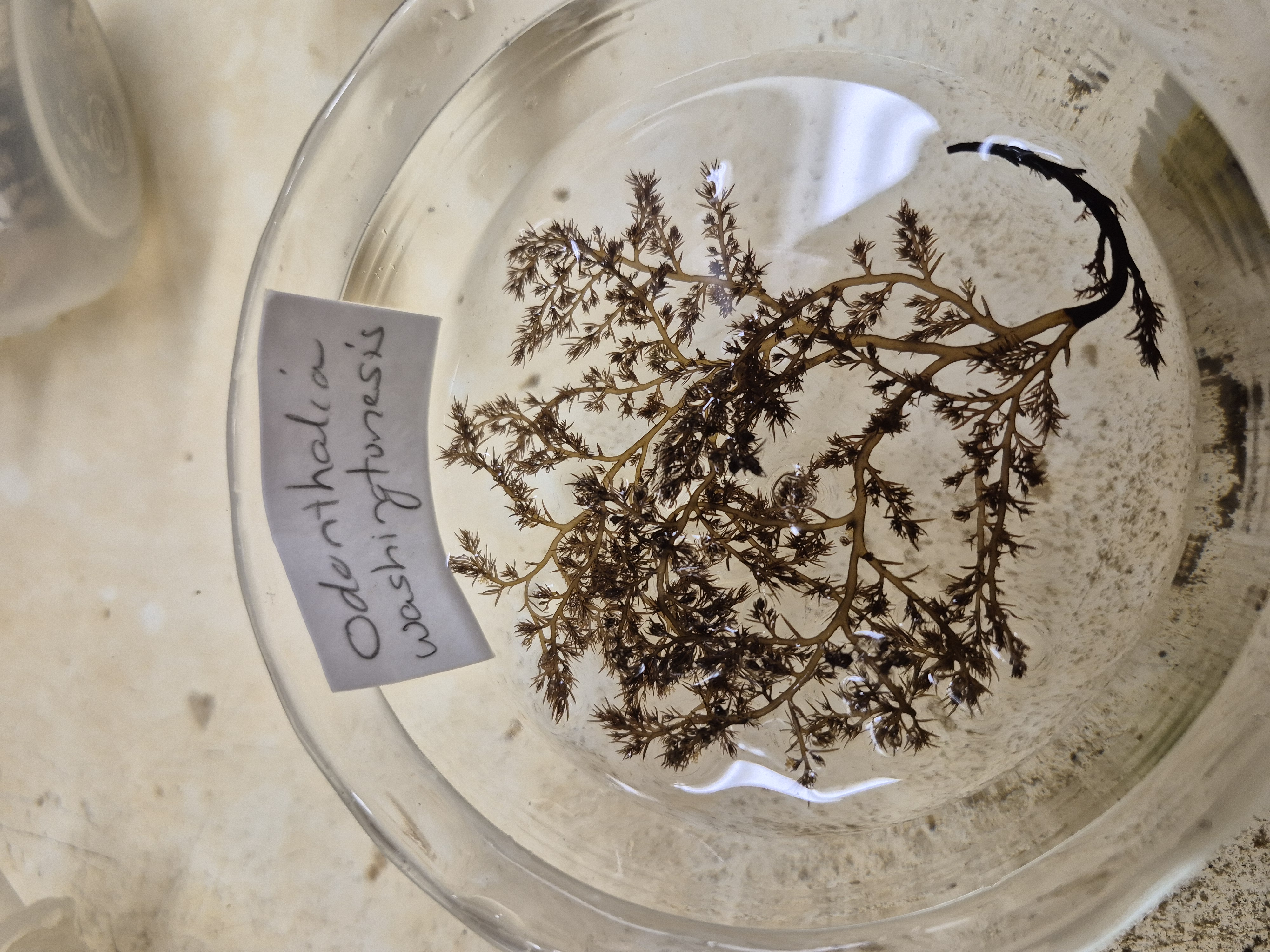 <p>Odonthalia </p>