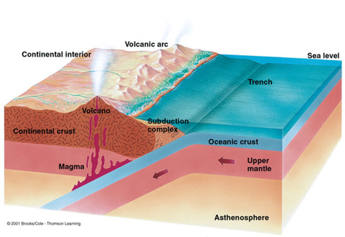 <p>- oceanic plate, dense, slides under continental plate</p><p>- oceanic plate plunges into the mantle</p><p>- forms a trench</p>
