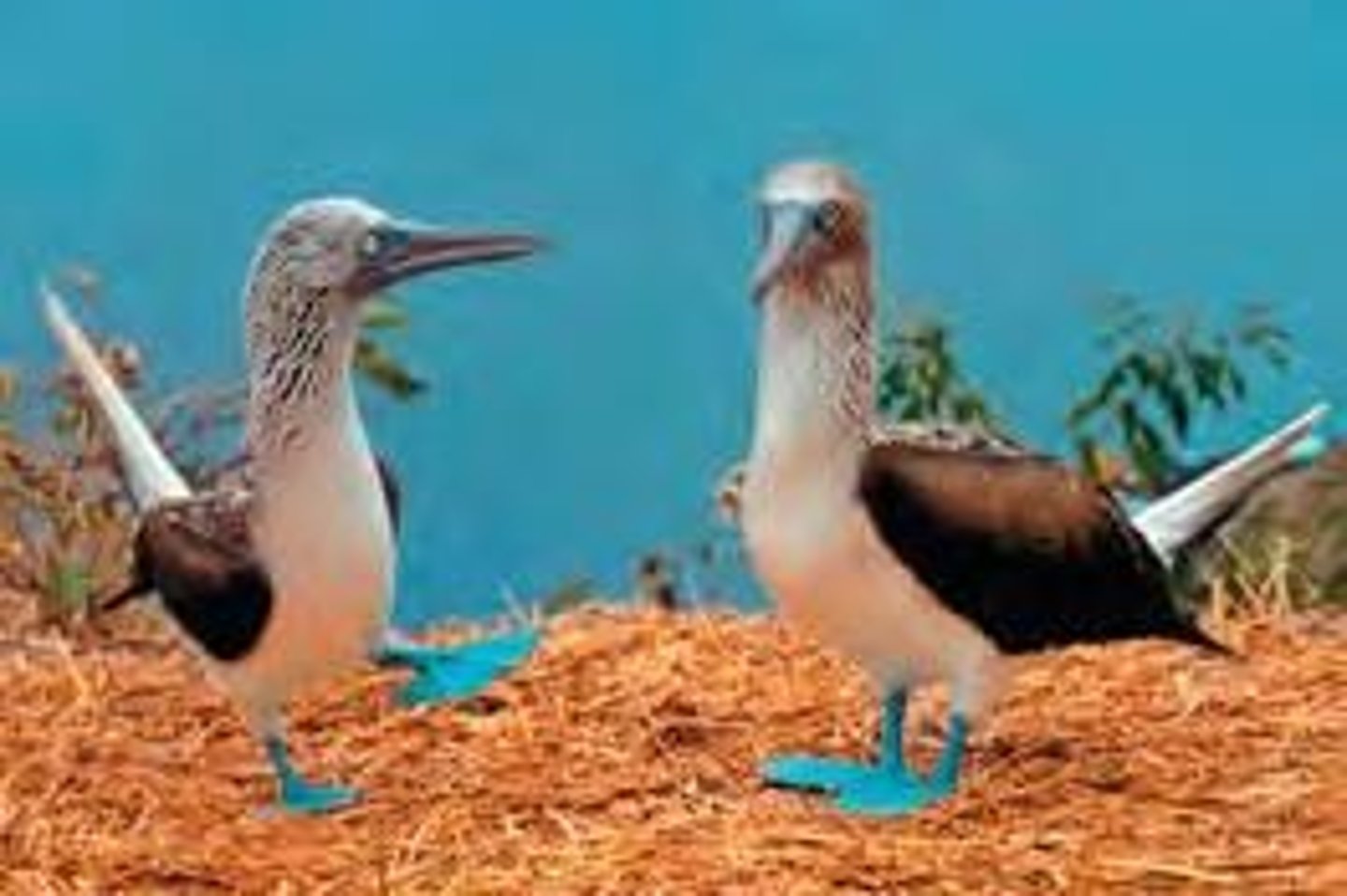 <p>They provide examples of species that evolved from ancestral forms due to geographic isolation.</p>